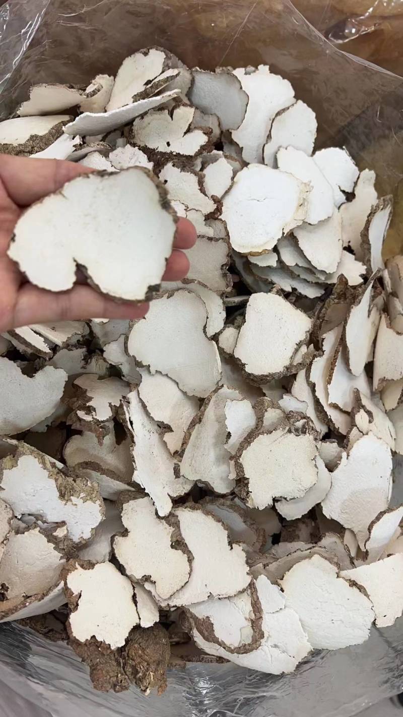 虎乳菌，虎奶菇，支持拿大货散货，价位具有优势，货源稳定