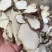 虎乳菌，虎奶菇，支持拿大货散货，价位具有优势，货源稳定