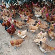 140多天青脚土鸡，青脚公鸡长期供应。