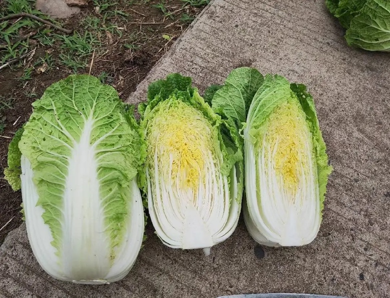 超市生鲜区,几颗经过清洗和塑料薄膜包裹的白菜整齐摆放在白色货架上,标签标明价格,光线明亮,突出现代生活中白菜作为商品的形象,反映‘颗’作为量词的使用背景 超市中包装好的白菜陈列在货架上的画面