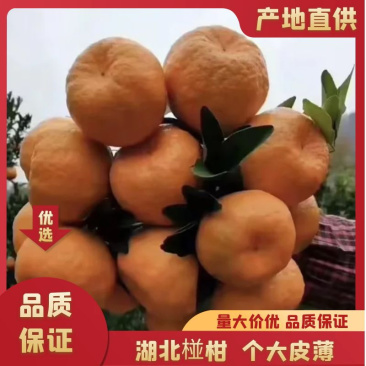 【好货】湖北椪柑芦柑口感好水分足诚信共赢一手货源