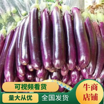 【靓货长茄】广东徐闻茄子，产地发货，销往全国各地质量保证