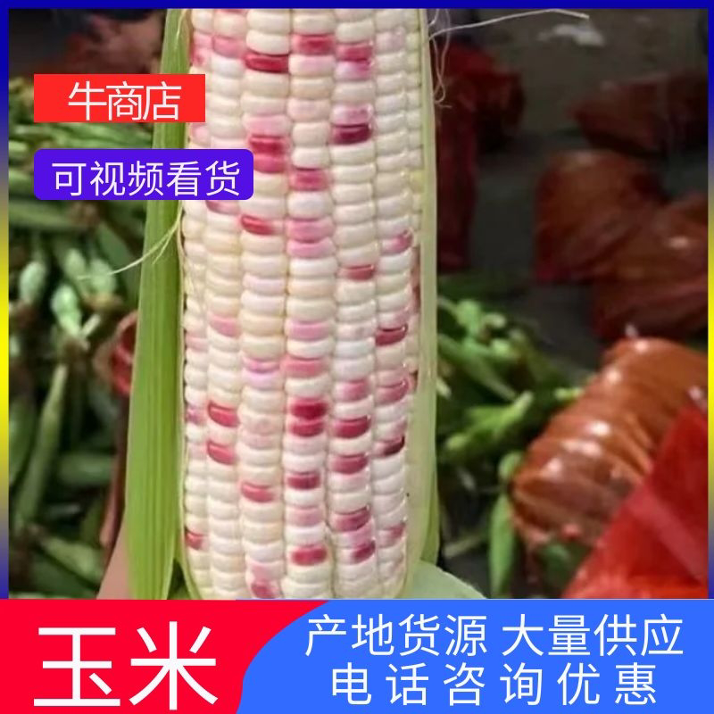 【精品好货】新鲜糯玉米，花糯玉米，广东现摘现发，量大从优