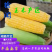 【广东水果玉米】徐闻玉米，太阳花，双色，花白糯对接批发