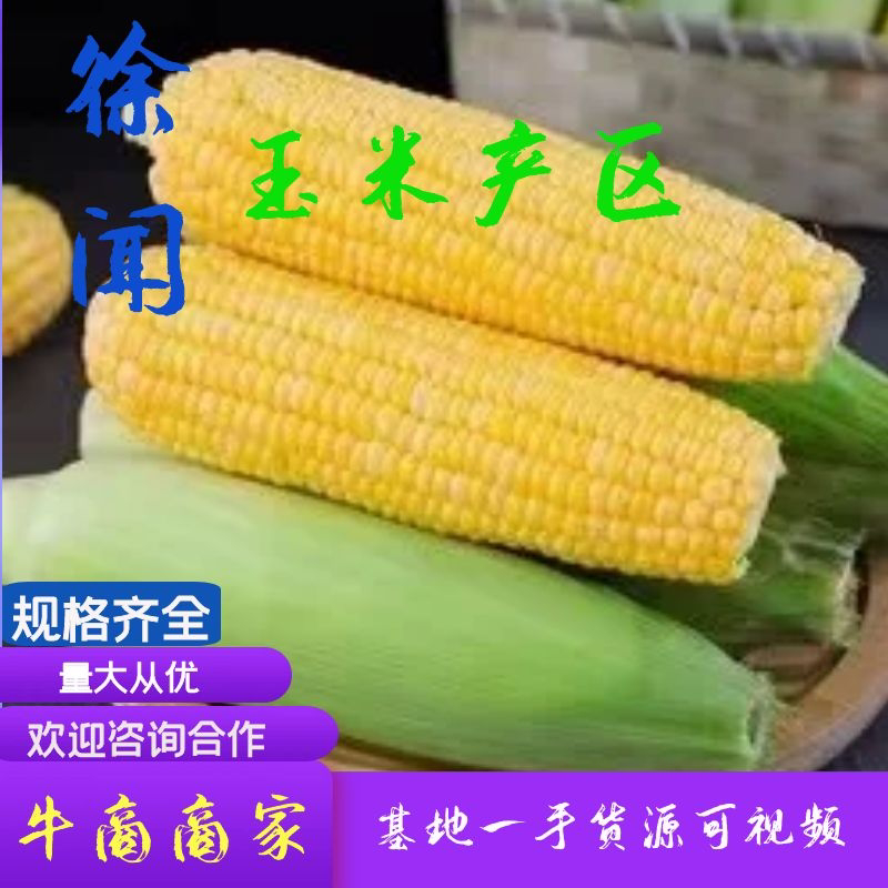 【广东水果玉米】徐闻玉米，太阳花，双色，花白糯对接批发