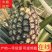 【特产】徐闻金钻凤梨，现已大量上市中，视频看货