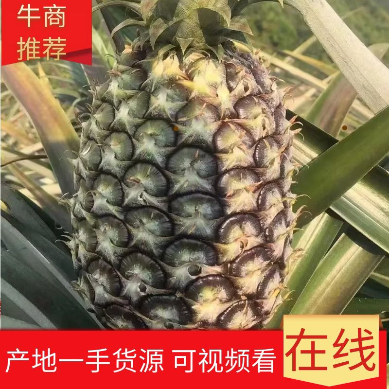 【特产】徐闻金钻凤梨，现已大量上市中，视频看货