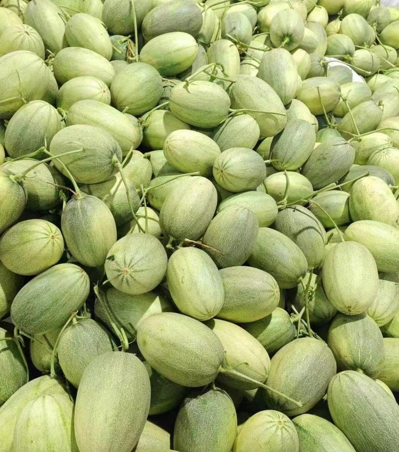 新疆吐鲁番哈密瓜大量上市，口感好糖分高质量保证，价格不高
