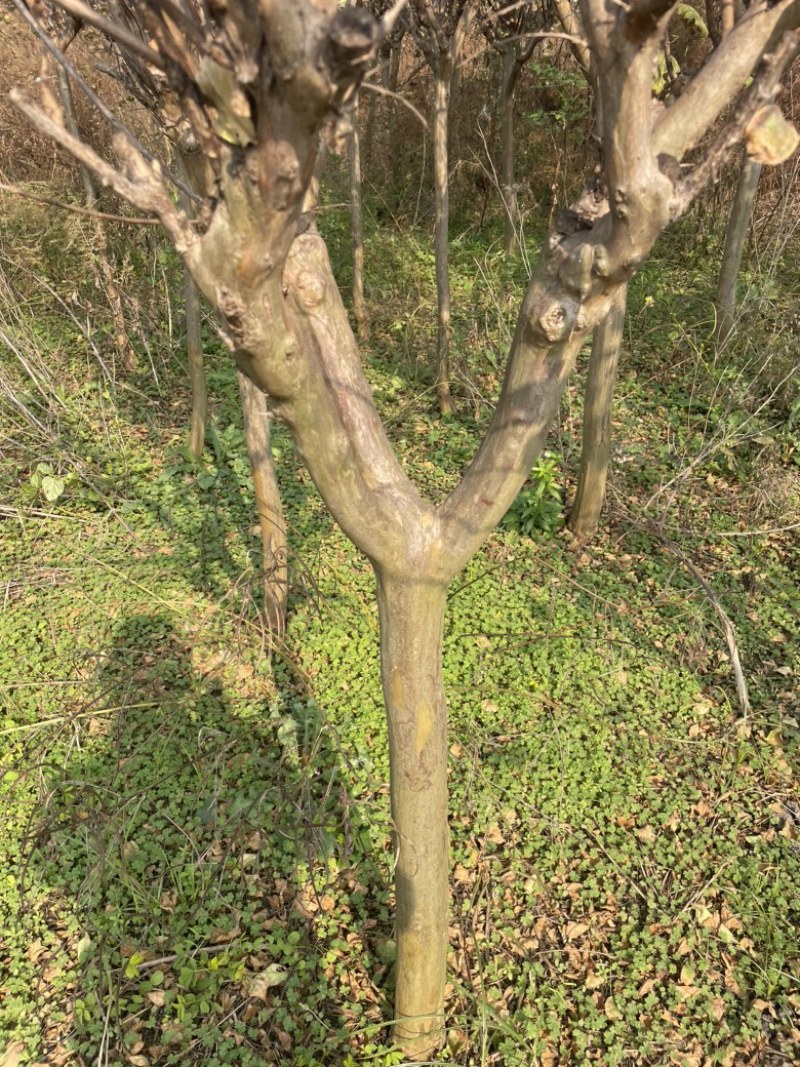紫薇，百日红,独杆百日红，河南百日红