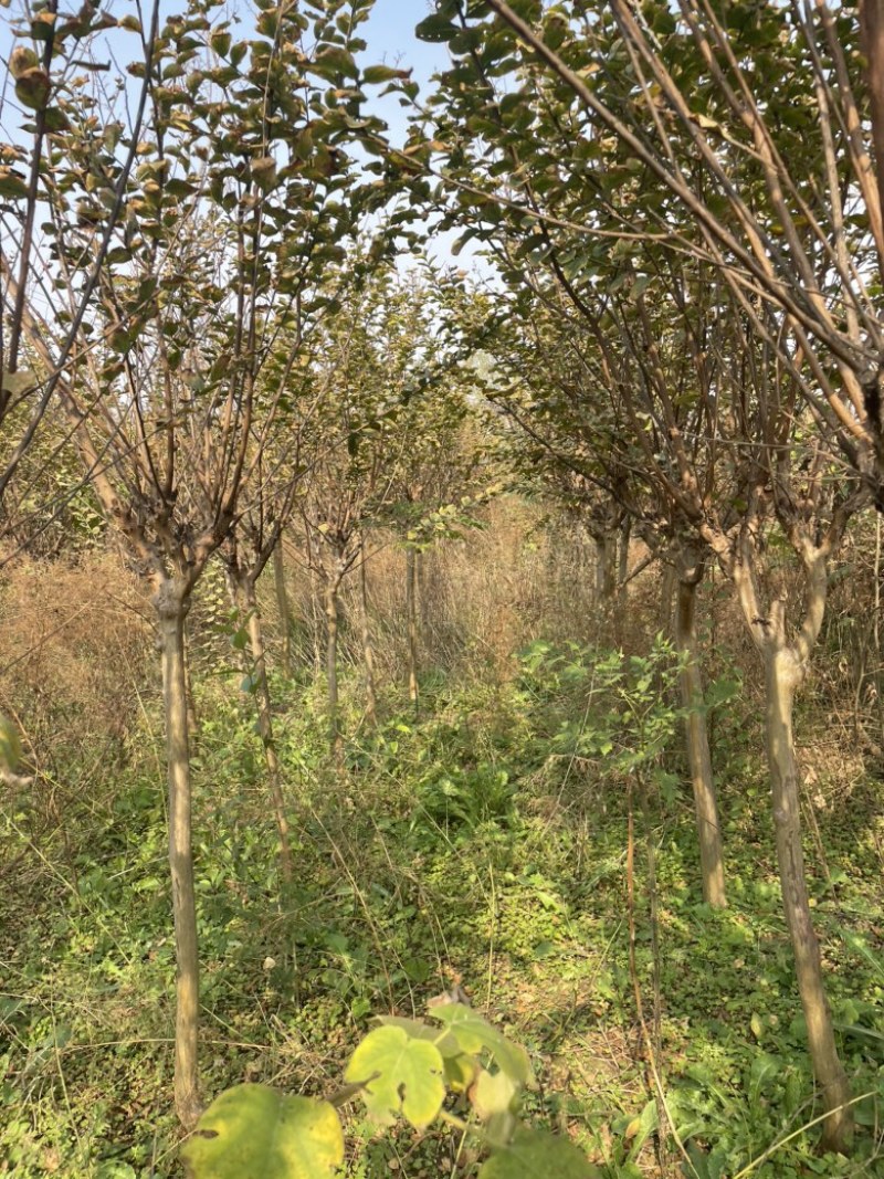 紫薇，百日红,独杆百日红，河南百日红