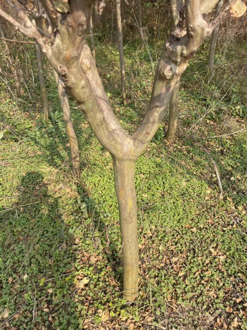紫薇，百日红,独杆百日红，河南百日红