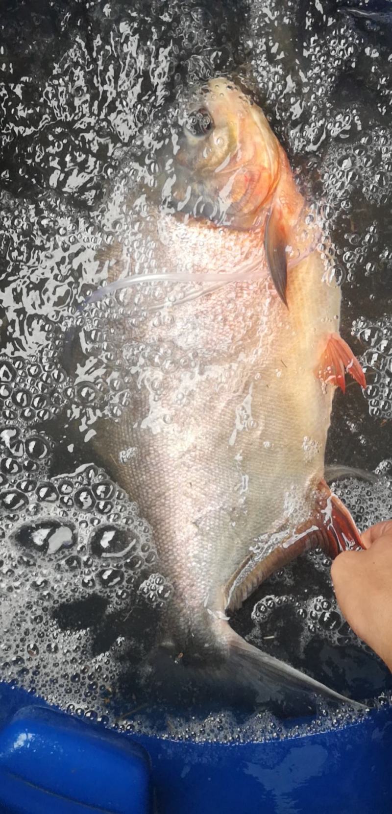 精品淡水鲳鱼苗，红腹鲳鱼苗，好养快大产值高
