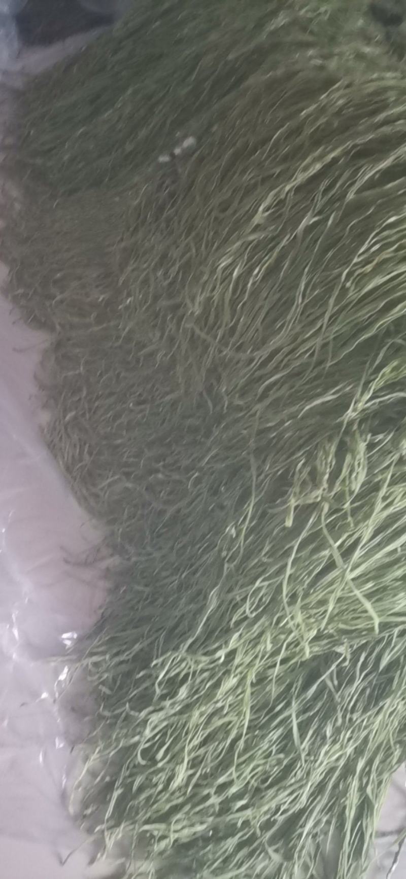 邳州贡菜大量上市中