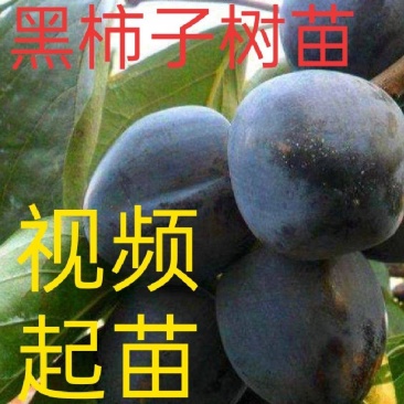 【视频起苗】正宗黑柿子树苗，产地直供，视频发货
