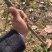 【视频起苗】正宗黑柿子树苗，产地直供，视频发货
