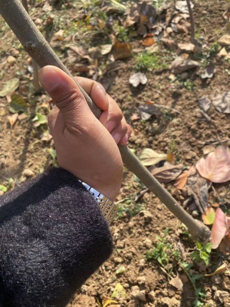 【视频起苗】正宗黑柿子树苗，产地直供，视频发货