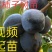 【视频起苗】正宗黑柿子树苗，产地直供，视频发货