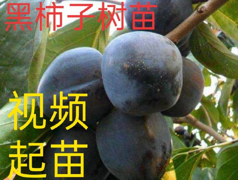 【视频起苗】正宗黑柿子树苗，产地直供，视频发货