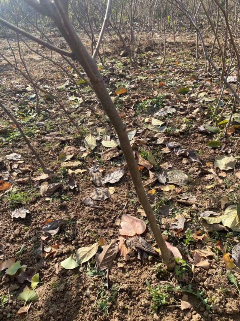 【视频起苗】正宗黑柿子树苗，产地直供，视频发货