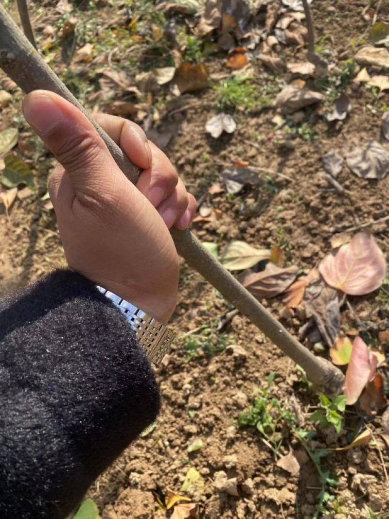 【视频起苗】正宗黑柿子树苗，产地直供，视频发货