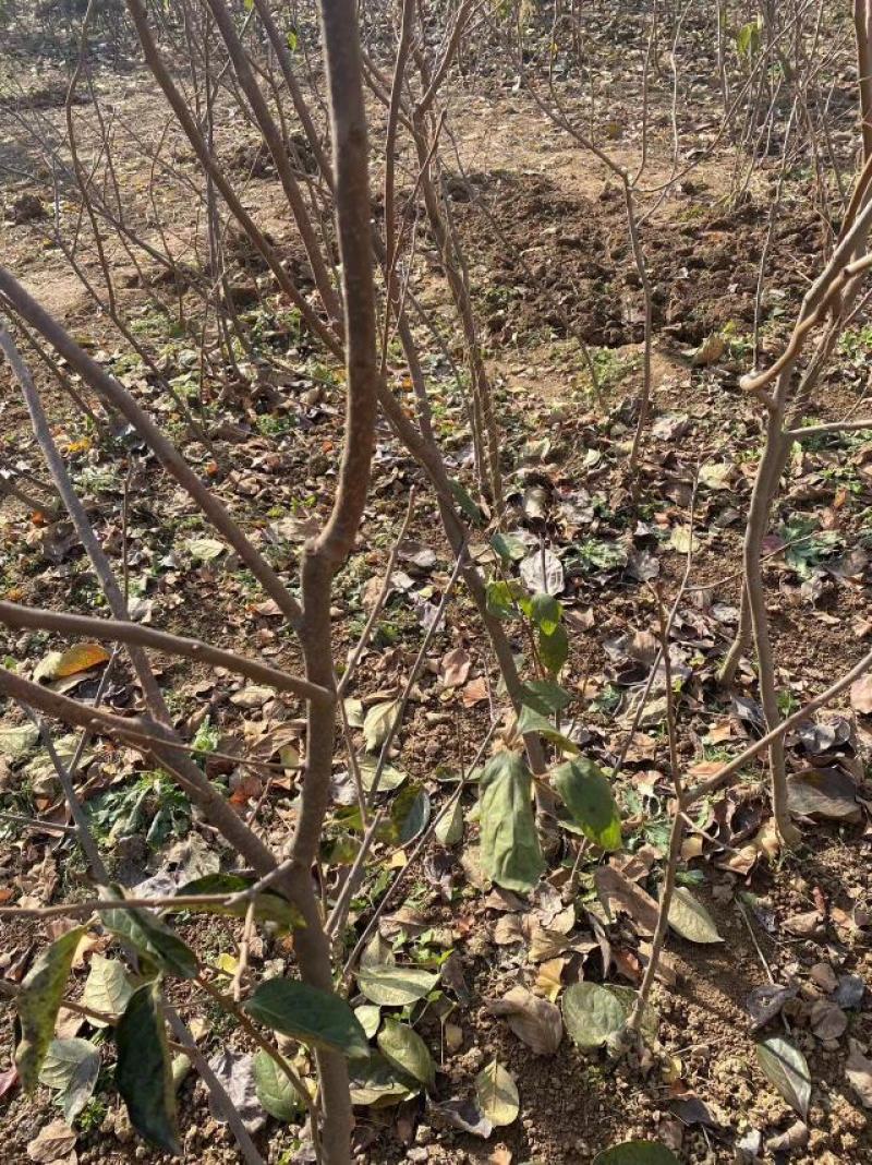 【视频起苗】正宗黑柿子树苗，产地直供，视频发货