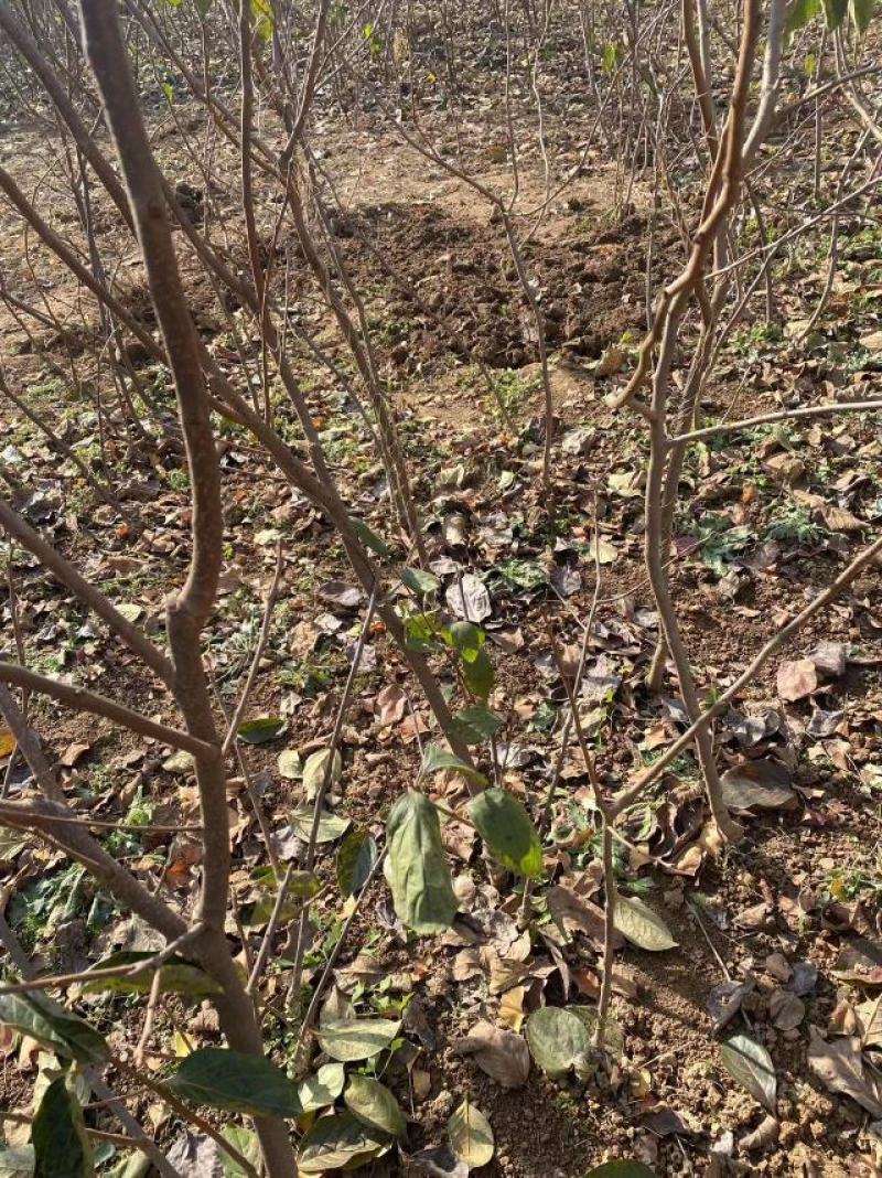 【视频起苗】正宗黑柿子树苗，产地直供，视频发货