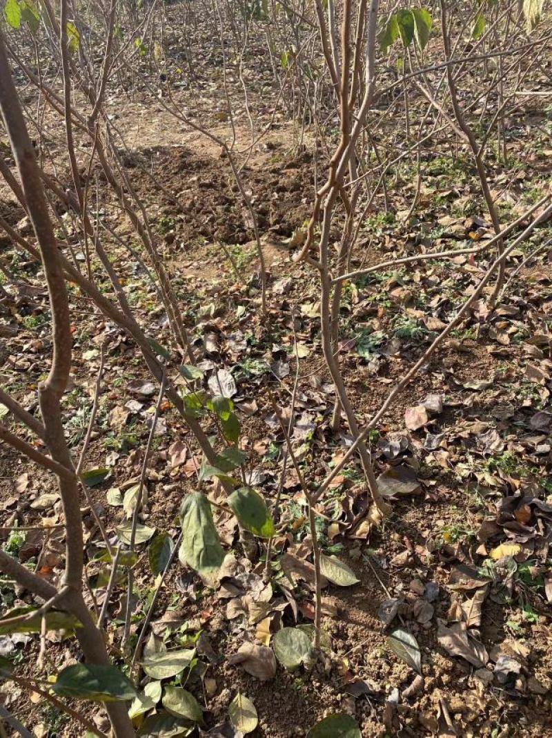 【视频起苗】正宗黑柿子树苗，产地直供，视频发货