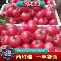西红柿硬粉西红柿弧三非催熟自然成熟，产地直发欢迎来电咨询