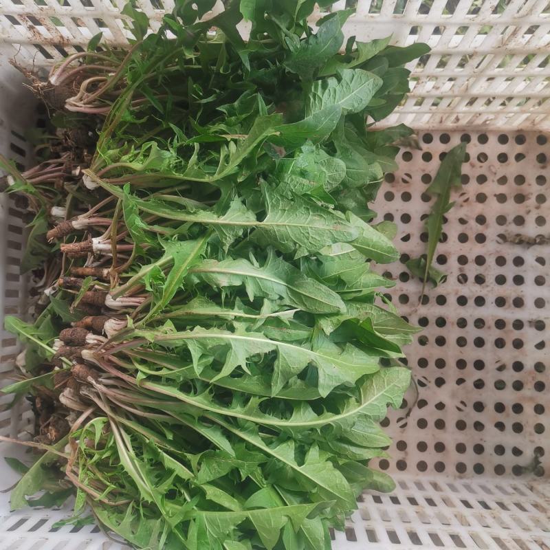 冬季现挖蒲公英鲜菜，整棵带小根发货，大量出货中联系我们哦