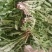 冬季现挖蒲公英鲜菜，整棵带小根发货，大量出货中联系我们哦