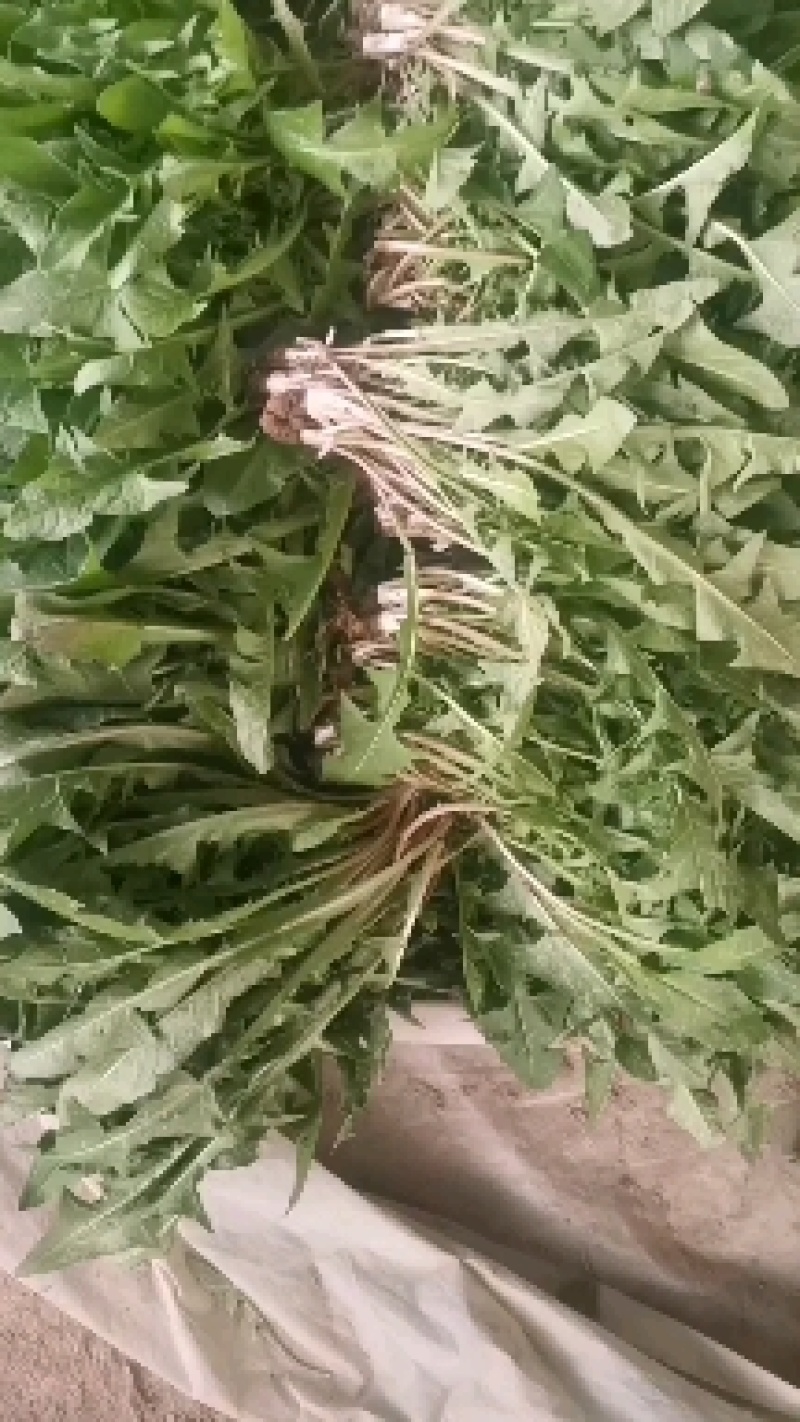 冬季现挖蒲公英鲜菜，整棵带小根发货，大量出货中联系我们哦