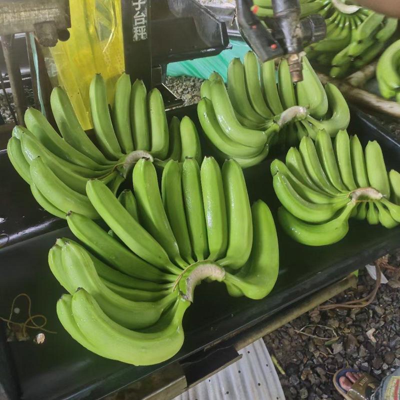 云南高山高原香蕉热带水果现摘现发。