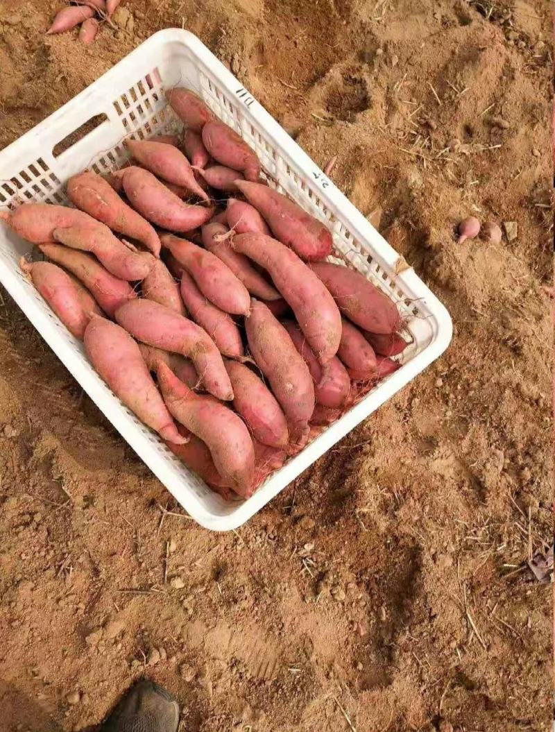 山东蜜薯西瓜红大量供应市场。电商商超规格齐全