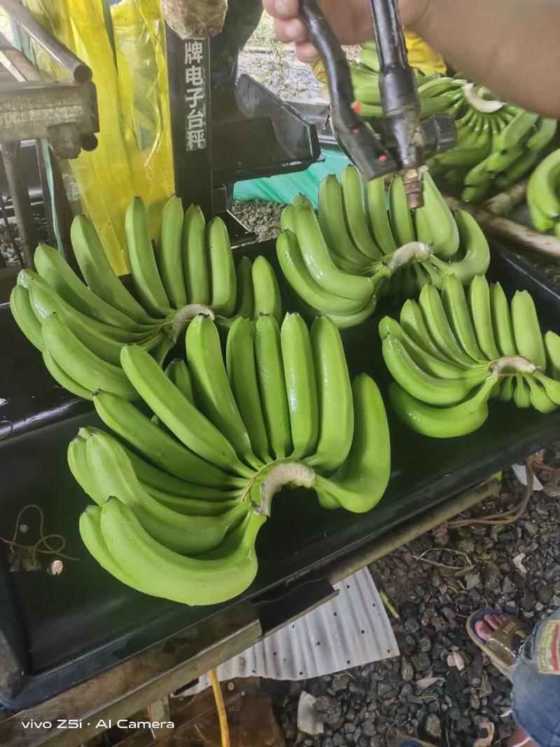 云南高山高原香蕉热带水果现摘现发。