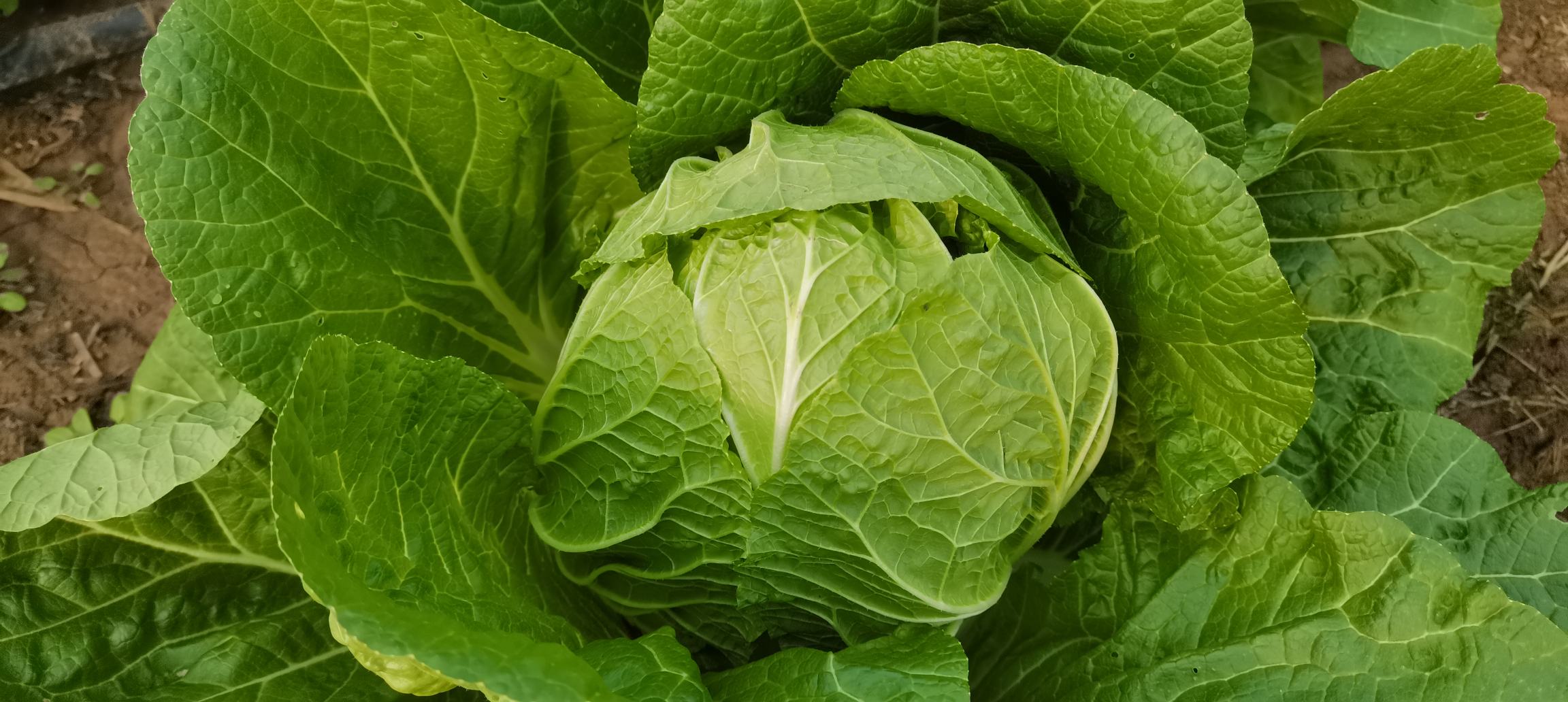 展示黄心白菜在烹饪中的多种做法,如清炒、凉拌、火锅等 黄心白菜的烹饪方式