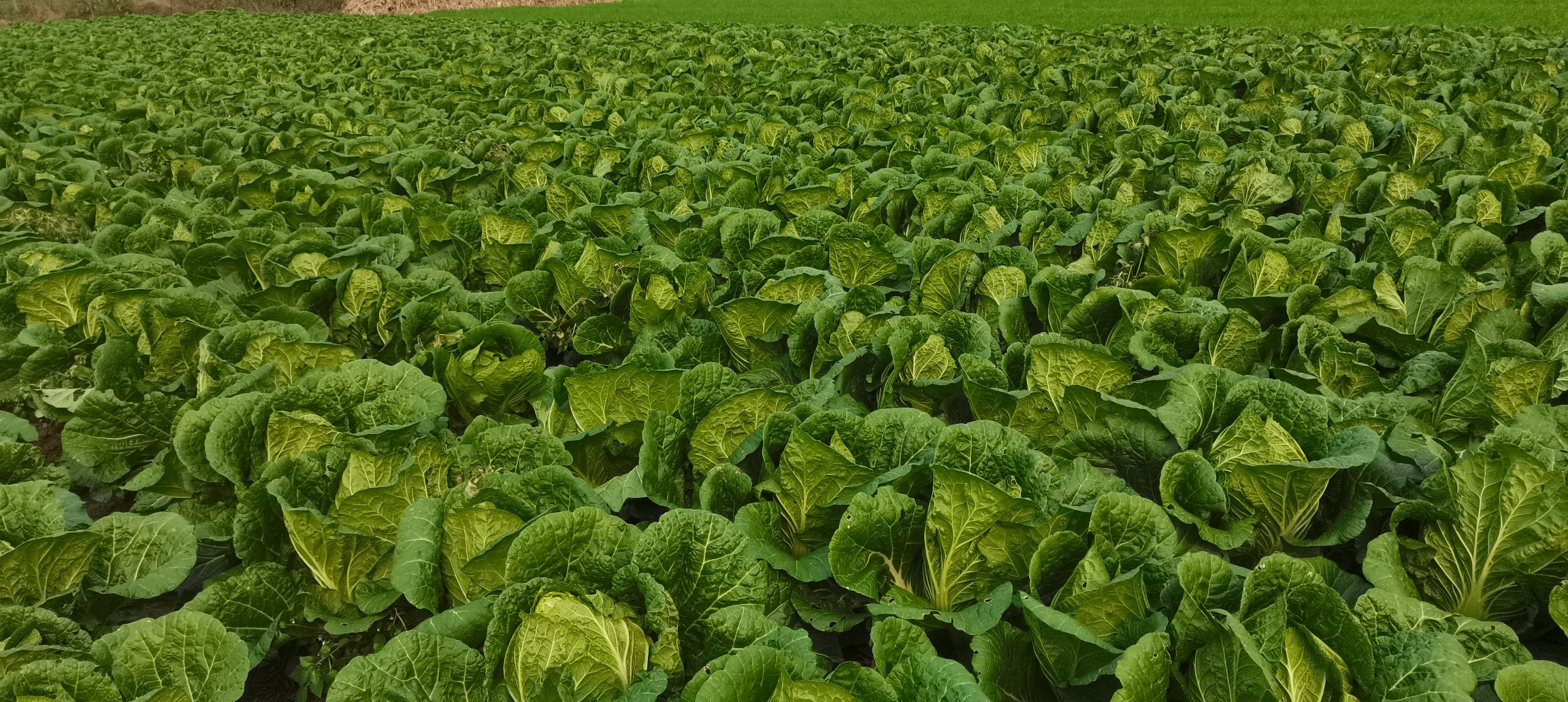 兴义市黄心白菜种植基地航拍图 兴义市黄心白菜种植基地航拍图