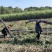 甘蔗自家种植视频里面45不到一捆装车价
