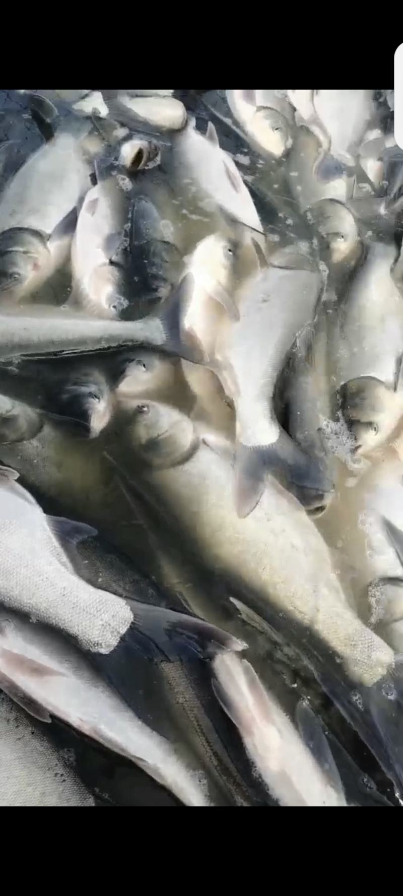 白鲢鱼