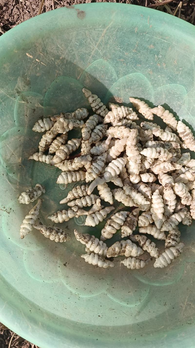 螺丝菜大量上市，己开售