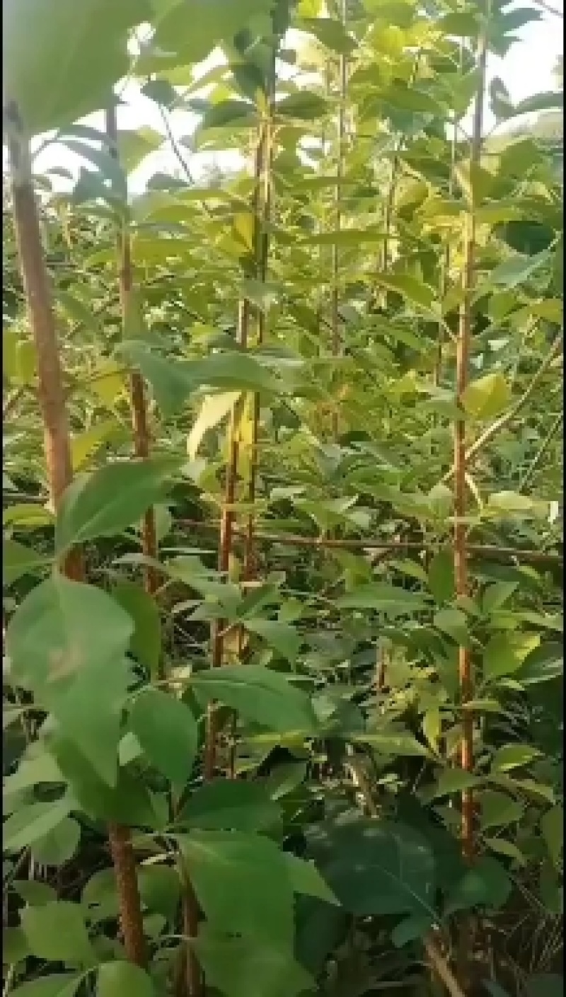 大果药用扦插连翘苗