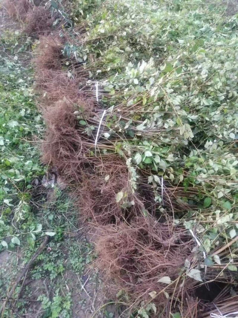 大果药用扦插连翘苗