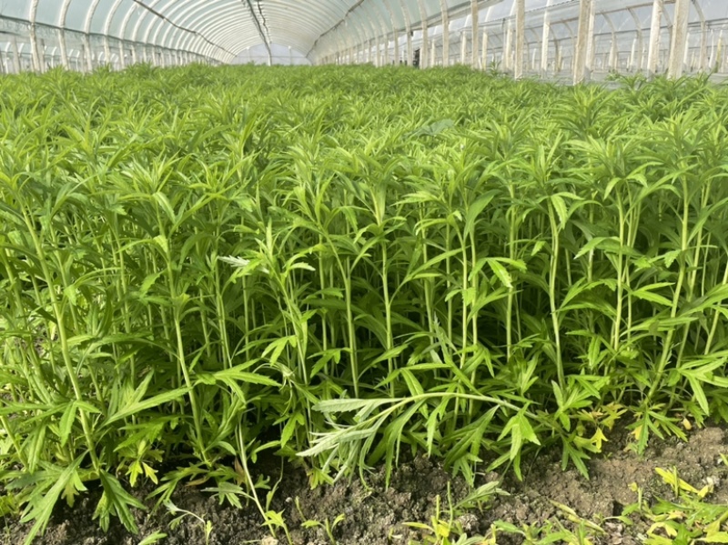 专业种植芦蒿
