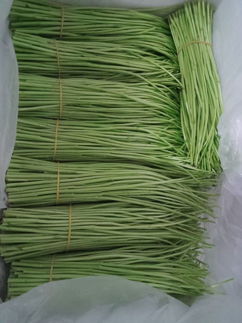 专业种植芦蒿