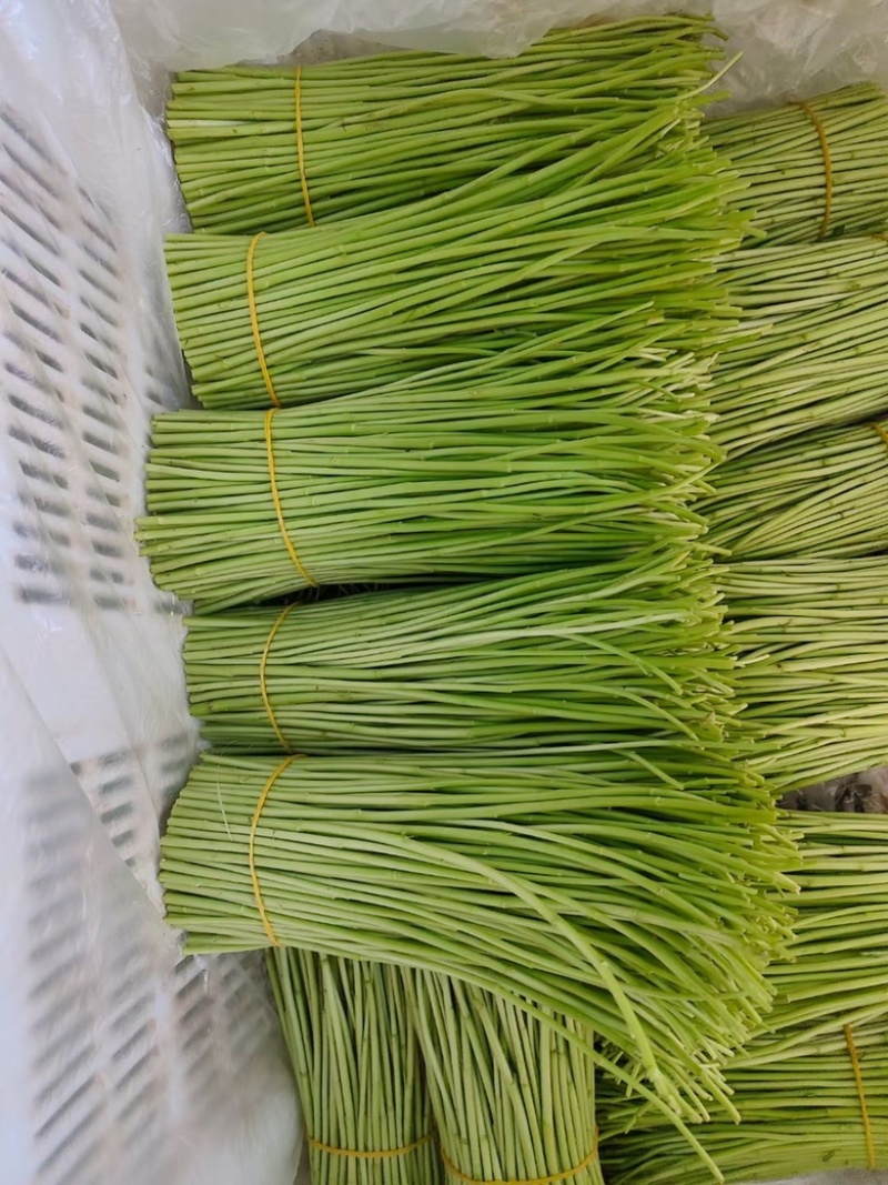 专业种植芦蒿