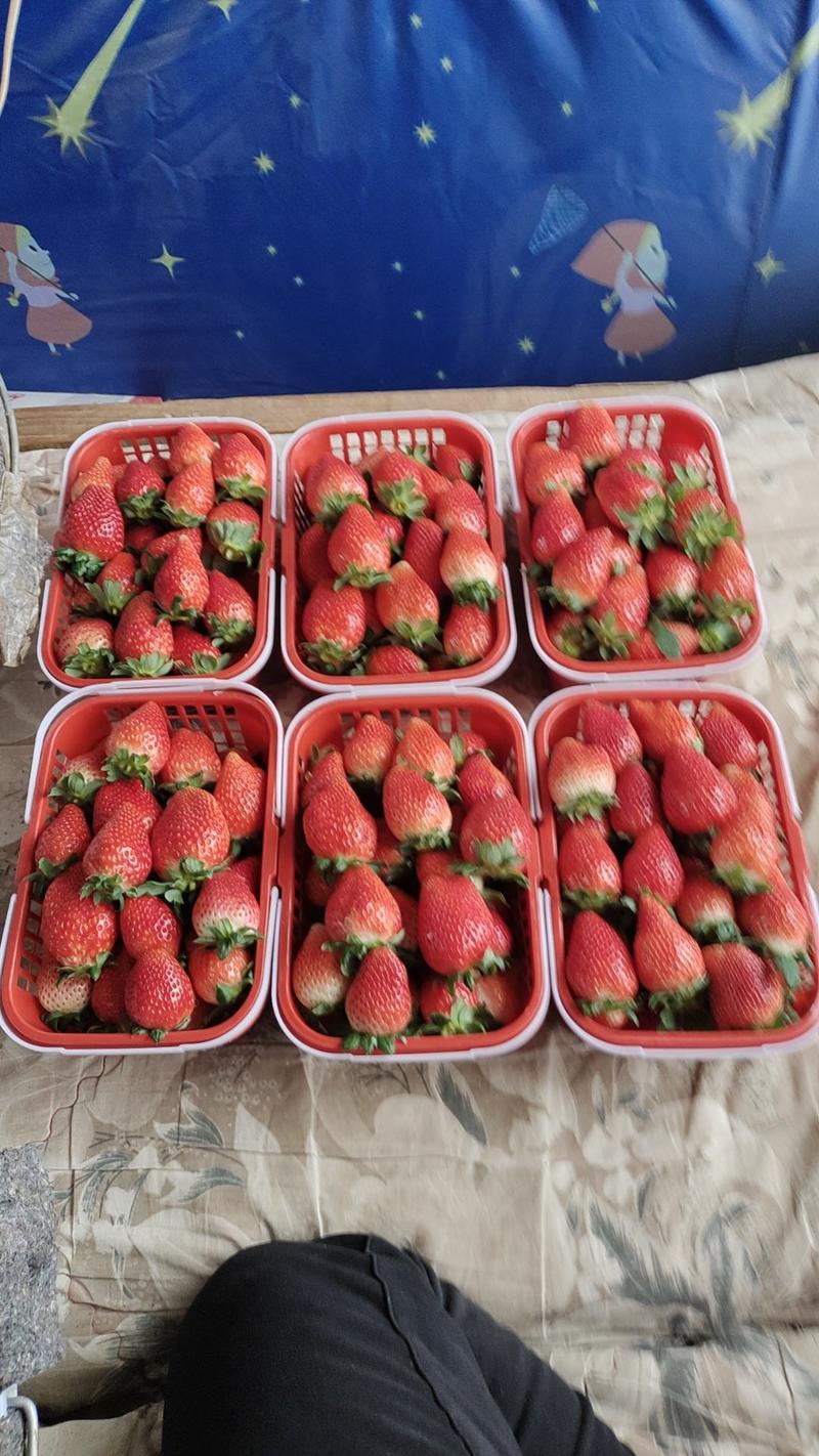 奶油草莓，大量供应，一手货源，质量三包，欢迎洽谈