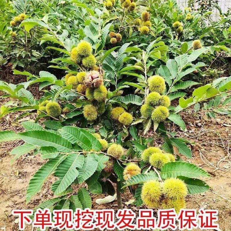 大红袍板栗，油板栗苗，当年挂果，基地直发量大从优