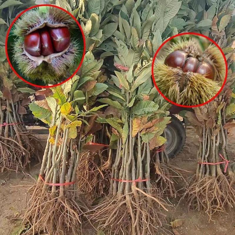 大红袍板栗，油板栗苗，当年挂果，基地直发量大从优