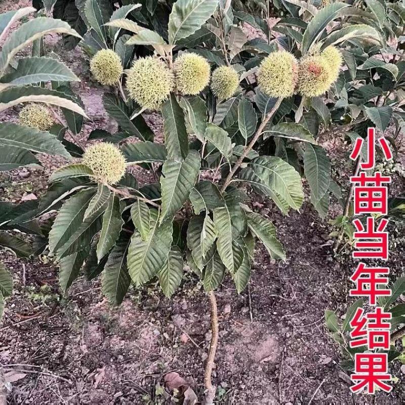 大红袍板栗，油板栗苗，当年挂果，基地直发量大从优