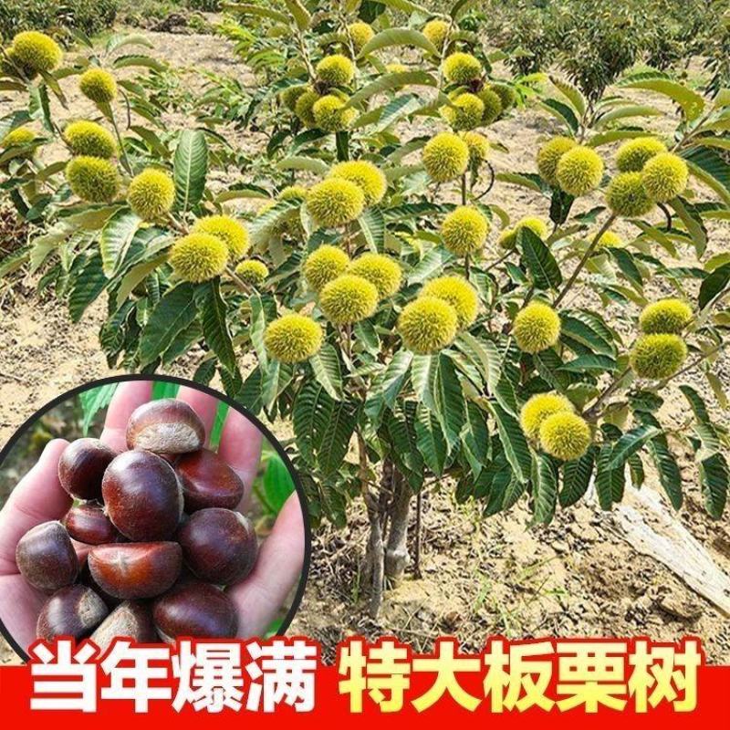 大红袍板栗，油板栗苗，当年挂果，基地直发量大从优