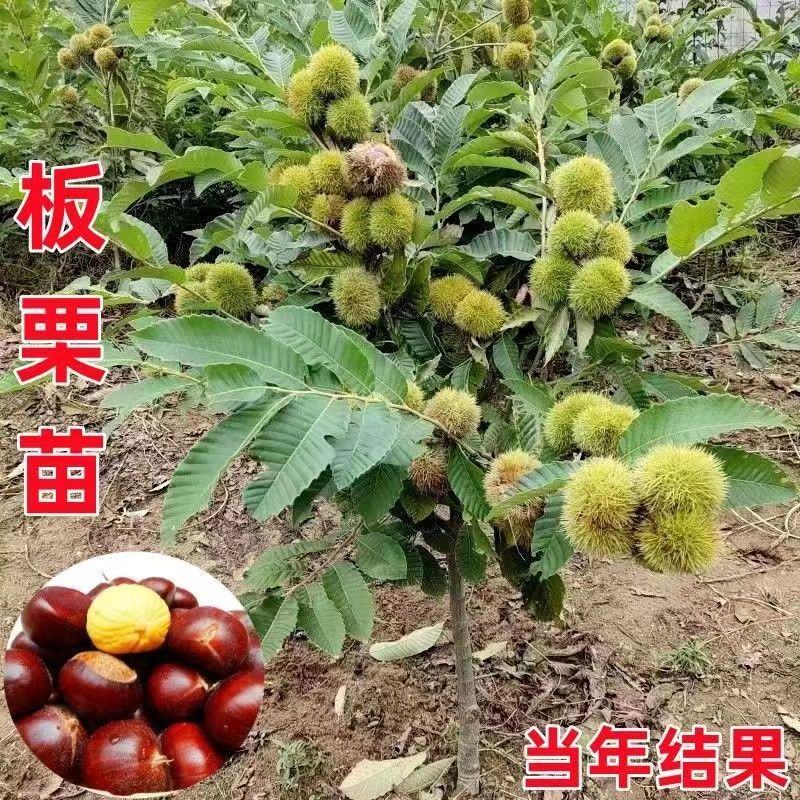 大红袍板栗，油板栗苗，当年挂果，基地直发量大从优